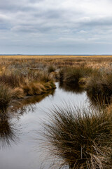 Photo of the Marshes on the edge of Albemarle Sound at the Nags Head Woods Preserve North Carolina