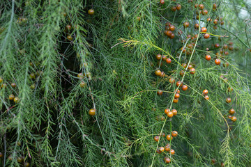 Green leaves of Edible Asparagus, Garden Asparagus or Asparagus Officinalis are growing in the field. Fruits of the Asparagus plant on a branch.
