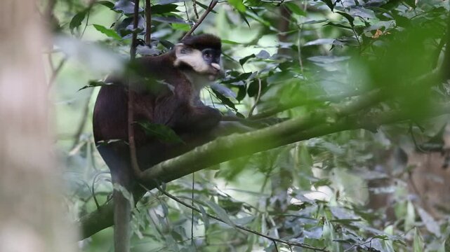 The red-tailed monkey (Cercopithecus ascanius), also known as the black-cheeked white-nosed monkey, red-tailed guenon, redtail monkey, or Schmidt's guenon, 