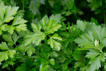 A selective focus shot of leaves of garden parsley