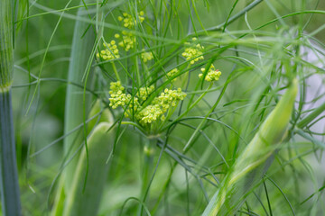 Flowers and leaves of fennel or dill or Foeniculum in the garden. Fennel fruits and essential oil are used in cooking as a spicy seasoning. Green fennel leaves are added to salads.