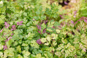 Chervil (Anthriscus cerefolium), beautifully growing chervil in spring time. Background made of colorful leaves of a medicinal plant. Green foliage. Close up view.