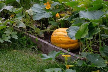 A pumpkin (Cucurbita pepo) growing in a vegetable garden. Pumpkin plant growing in a bed garden with healthy leaves and a pumpkin.