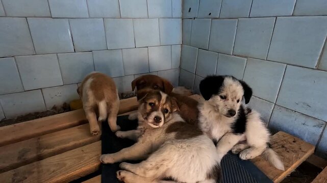 Small puppies lying in abandoned barn at frontline city in Ukraine. Volunteers rescuing homeless pets and taking to safe places. Rescue workers save animals from areas shelled by russian army