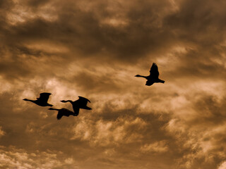 Fliegende Gänse am Abendhimmel © Michael