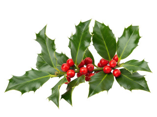 Fresh holly leaves with bright red berries on white background