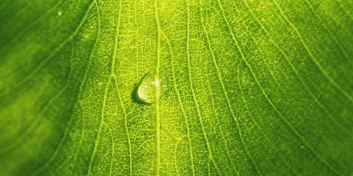 a close up view of a vibrant green leaf with a single glistening water droplet resting on its surface high quality