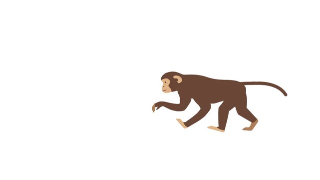 Walking Monkey Flat Video Illustration