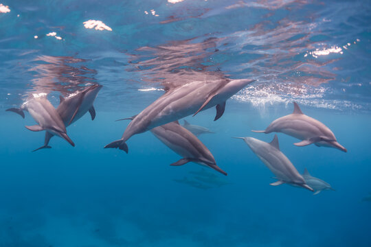 Pod of spinner dolphins swimming and diving near surface of ocean in clear blue water