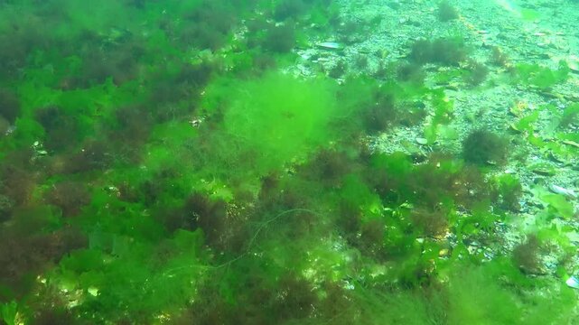 Thickets of green algae Cladophora, Enteromorpha, or Ulva, among which small tufts of the red alga Ceramium rubrum grow on a sandy bottom, Black Sea