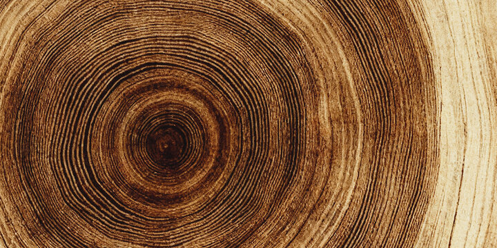 a close up view of a wooden cross section with visible annual growth rings and natural textures high quality professional detailed