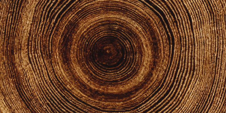 A detailed close up view of a tree trunk s cross section reveals concentric rings of wood showcasing natural patterns