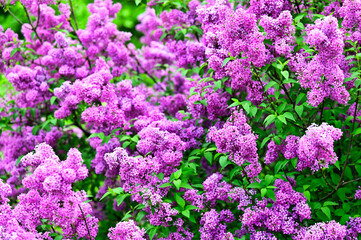 Obraz premium Purple lilac flowers in spring,Volksgarten public park in Vienna, nature background