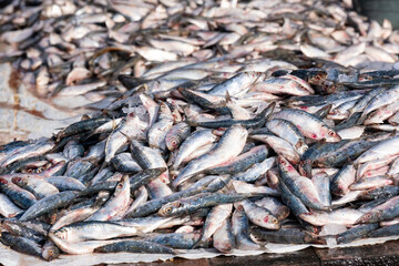 Fototapeta premium A fish stall at the Negombo fish market in Sri Lanka. Early morning at the Negombo fish market. An Asian fresh fish market.