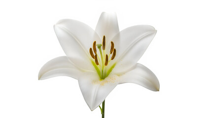 Obraz premium Elegant white lily flower isolated on white or transparent background, ideal for floral design, nature themes, weddings, memorial concepts, and botanical visuals. PNG format.