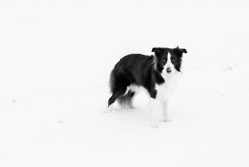 Beautiful and smart border collie dog enjoying winter outside on walk playing happy in snow on winter day