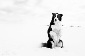 Beautiful and smart border collie dog enjoying winter outside on walk playing happy in snow on winter day
