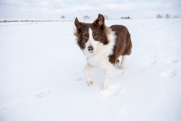 Beautiful and smart border collie dog enjoying winter outside on walk playing happy in snow on winter day
