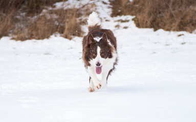 Beautiful and smart border collie dog enjoying winter outside on walk playing happy in snow on winter day