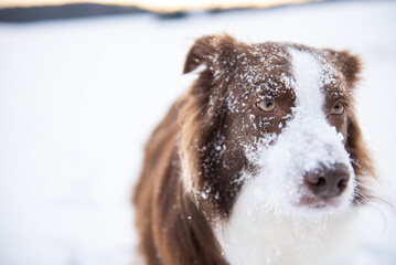 Beautiful and smart border collie dog enjoying winter outside on walk playing happy in snow on winter day