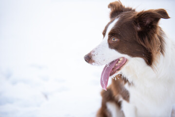 Beautiful and smart border collie dog enjoying winter outside on walk playing happy in snow on winter day