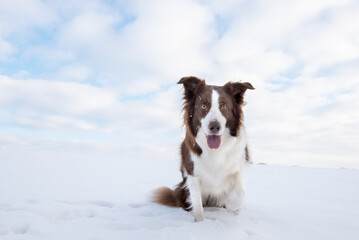 Beautiful and smart border collie dog enjoying winter outside on walk playing happy in snow on winter day