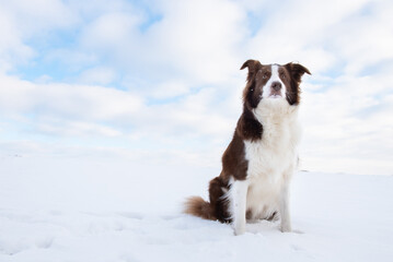 Beautiful and smart border collie dog enjoying winter outside on walk playing happy in snow on winter day
