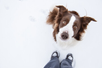 Beautiful and smart border collie dog enjoying winter outside on walk playing happy in snow on winter day