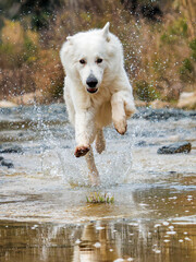 PERRO PASTOR SUIZO BLANCO CORRIENDO EN EL AGUA