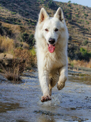 PERRO PASTOR SUIZO BLANCO CORRIENDO EN EL AGUA