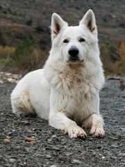 RETRATO DE PERRO PASTOR SUIZO BLANCO