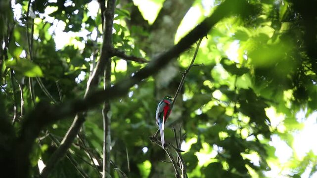 Narina trogon (Apaloderma narina) in Nyungwe National Park, Rwanda