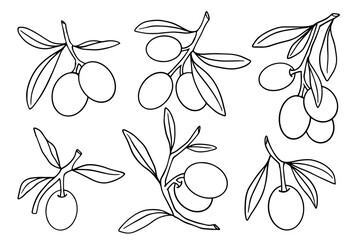 Fototapeta premium Set of olive branch outlines with berries and leaves. Vector graphics.
