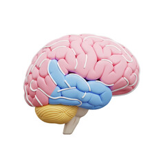 Human brain model with highlighted lobes in bright studio lighting on white background for medical illustration
