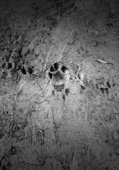 Cat paw prints in the mud