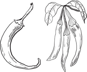 Illustration of a single chili pepper and a cluster of green chili peppers with leaves. The design is simple and monochromatic, showcasing the shapes and details of the peppers.