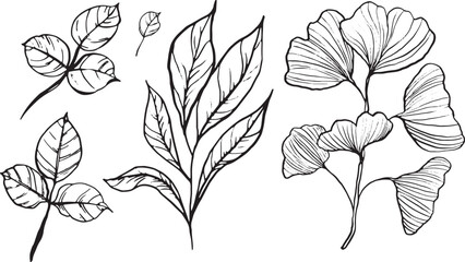 Set of hand-drawn leaves in various shapes and sizes. Includes detailed illustrations of ginkgo, rose, and other leaf types. Suitable for design projects.