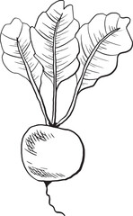 A hand-drawn illustration of a radish with green leaves. The radish is round and white, while the leaves are broad and leafy, showcasing a simple botanical design.