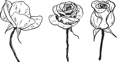 Three hand-drawn roses in black and white. Each rose has distinct shapes and details, showcasing their unique features and elegance.