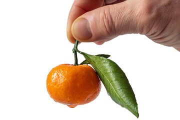 A hand holds fresh, dewy tangerine with green leaf against white background, highlighting its vibrant orange color and natural texture.