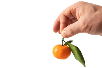 A hand delicately pinches the stem of juicy, dew-kissed tangerine with vibrant green leaf, isolated on white for clean, fresh look