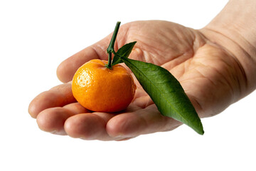 Fresh orange fruit held in hand with green leaf for healthy lifestyle