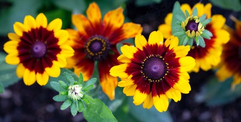 Bright flowers of rudbeckia in the garden. Gardening, landscape design.