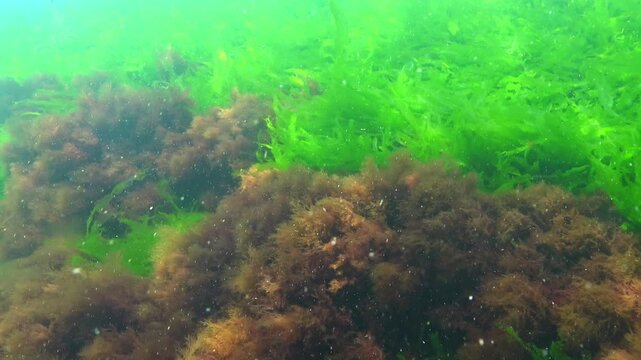 Thickets of green algae Enteromorpha or Ulva, among which grow tufts of the red alga Ceramium rubrum, Black Sea