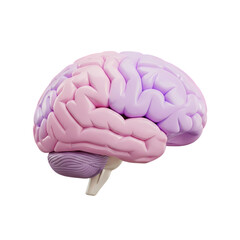 Human brain model in pastel pink and purple with soft lighting on white background for medical illustration.