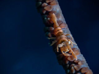 Anker`s Whip Coral Shrimp Pontonides ankeri)