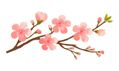   Cherry blossom branch or sakura
