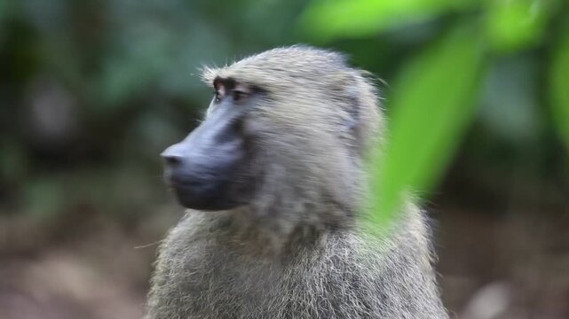 Olive Baboon (Papio anubis) in Uganda