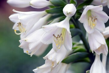 Beautiful white hosta flowers. Gardening, landscape design.