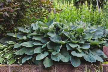 Lush hosta bushes with variegated leaves. Gardening, landscape design.